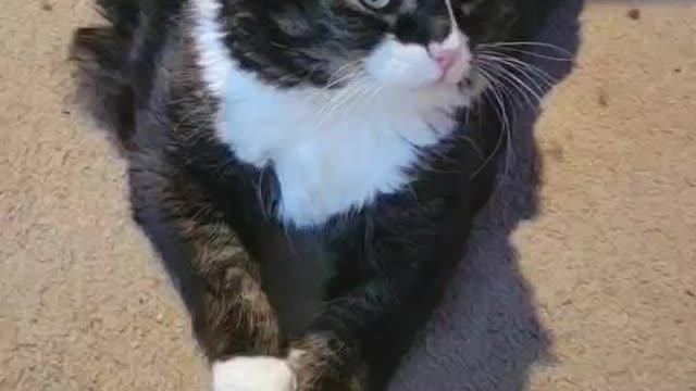 What an evil look