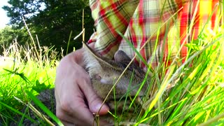 Affectionate Little Cat Sits in My Arms at the Picnic