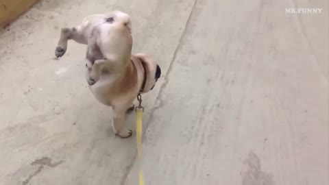 acrobatic dog