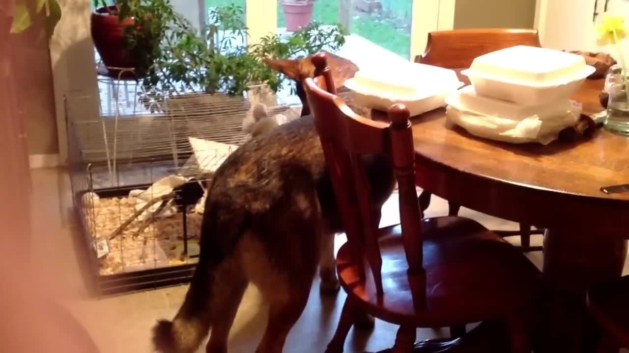 Squirrel rides our German shepherd, Hank!