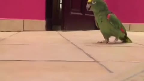 A singing parrot