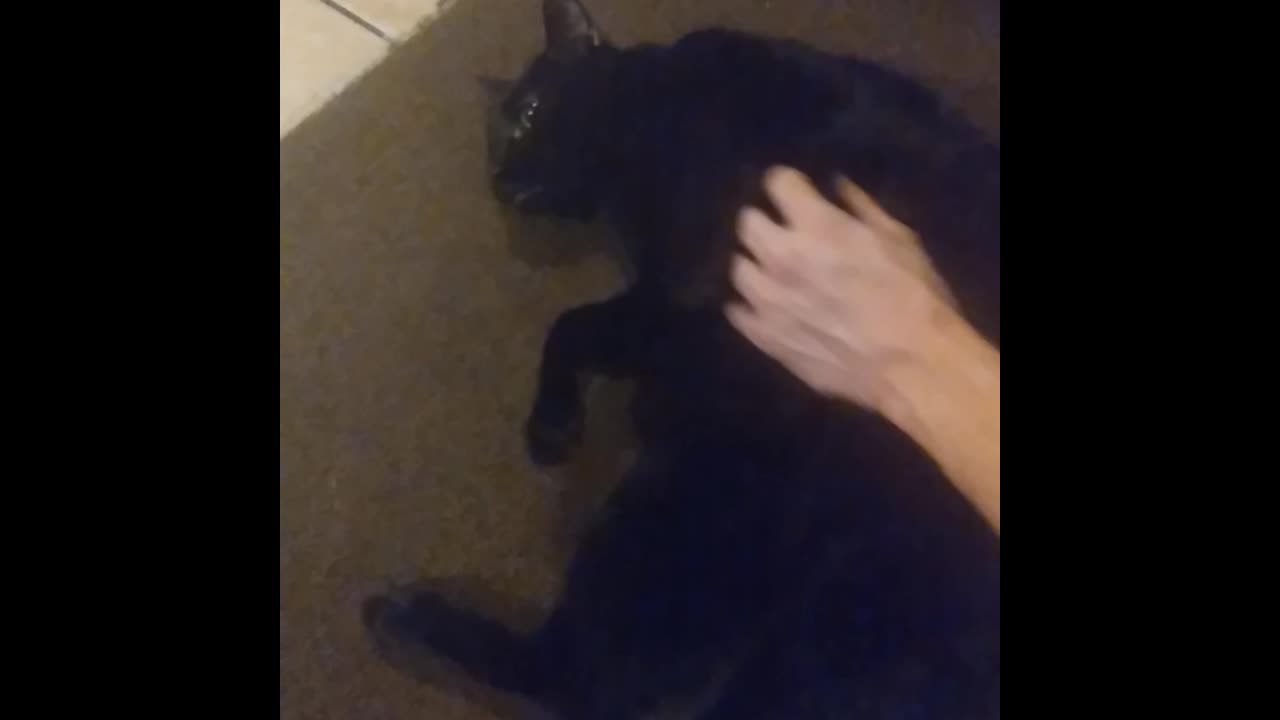 Even cats like belly rubs