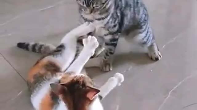 Cute cat's fiting funny moment