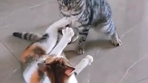 Cute cat's fiting funny moment