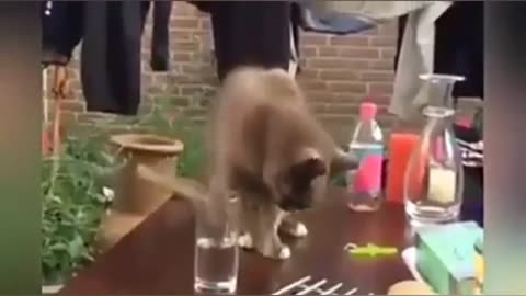 Best funny cat videos