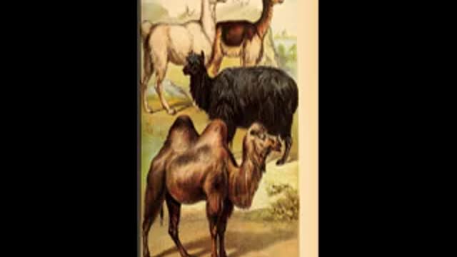 Bitchute Exclusive Video 84 Camelid Domestication (llama, alpaca)