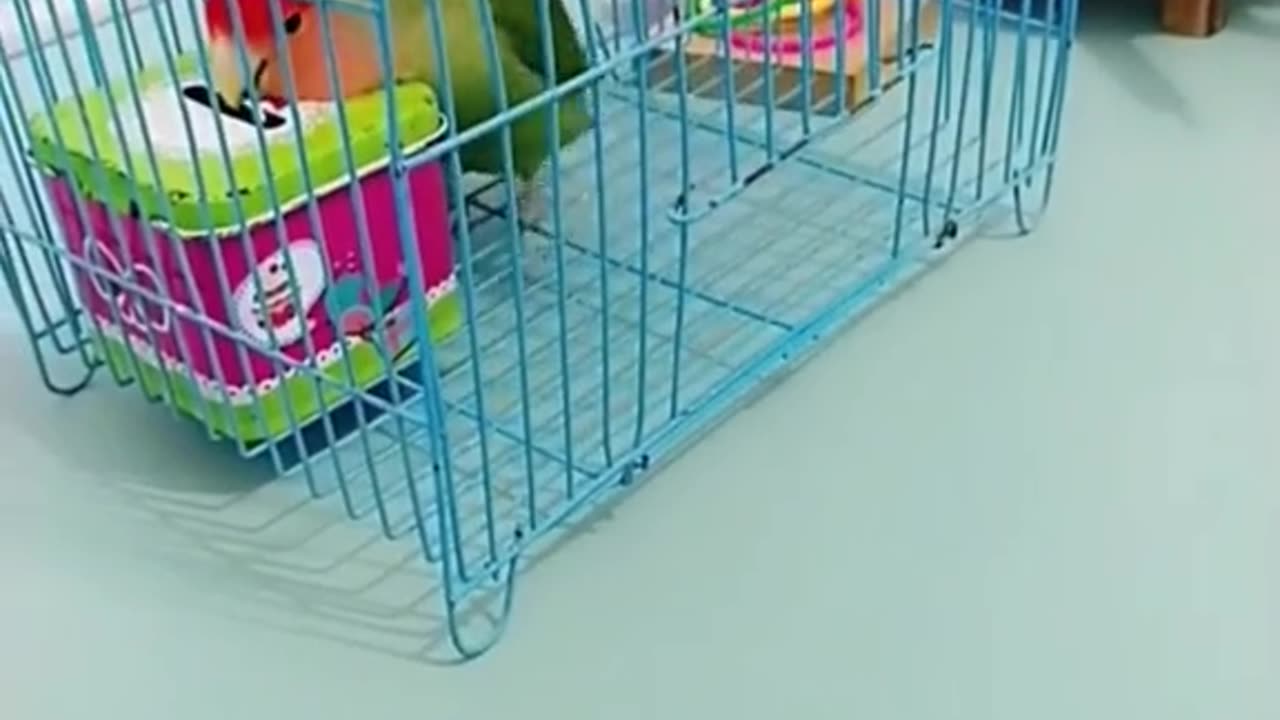 Parrot is so interesting