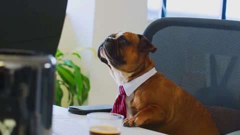 dogs working in an office. how cute