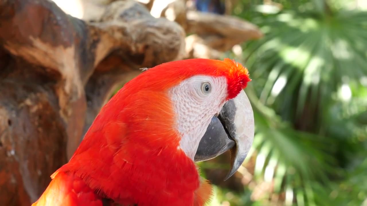 Red Parrots: The Jewel of the Sky, The Beauty of Nature