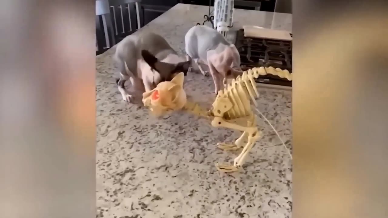 Funny Animal