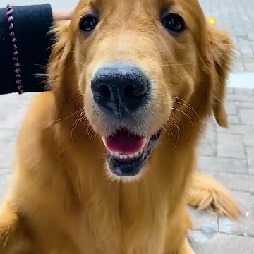 AMAZING DOG SAVE BABY.mp4