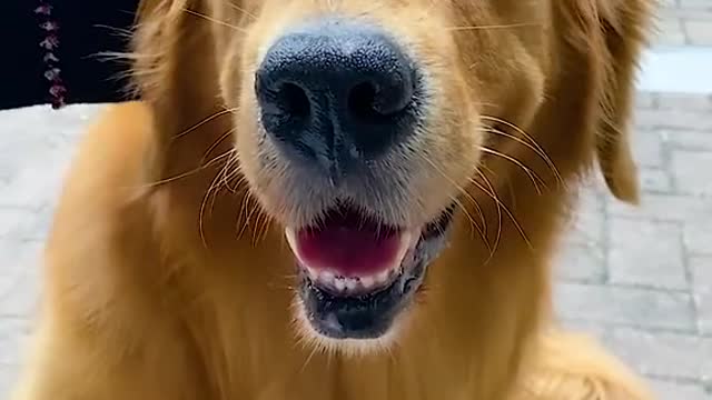 AMAZING DOG SAVE BABY.mp4