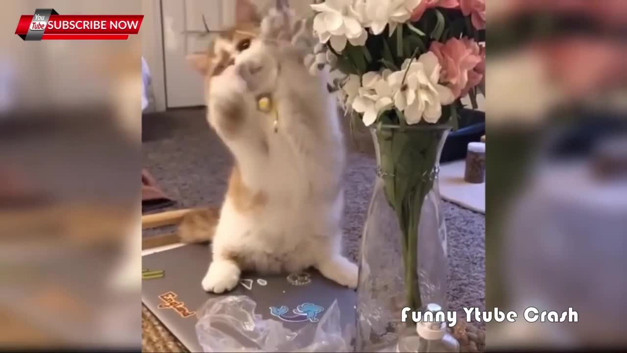 Funny animal,funny chicken