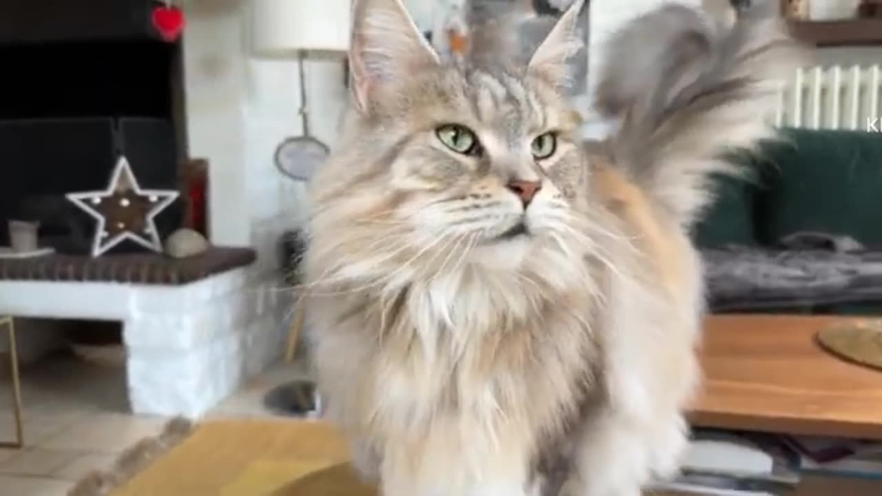 Funny cats