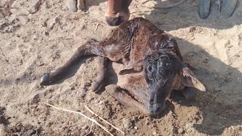 Cow New Born Baby