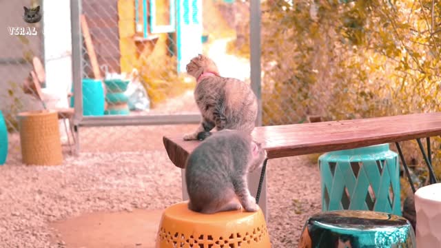 behavior of the cats