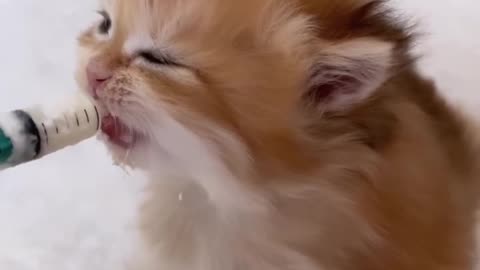 Kitten is drinking milk with a feeding syringe