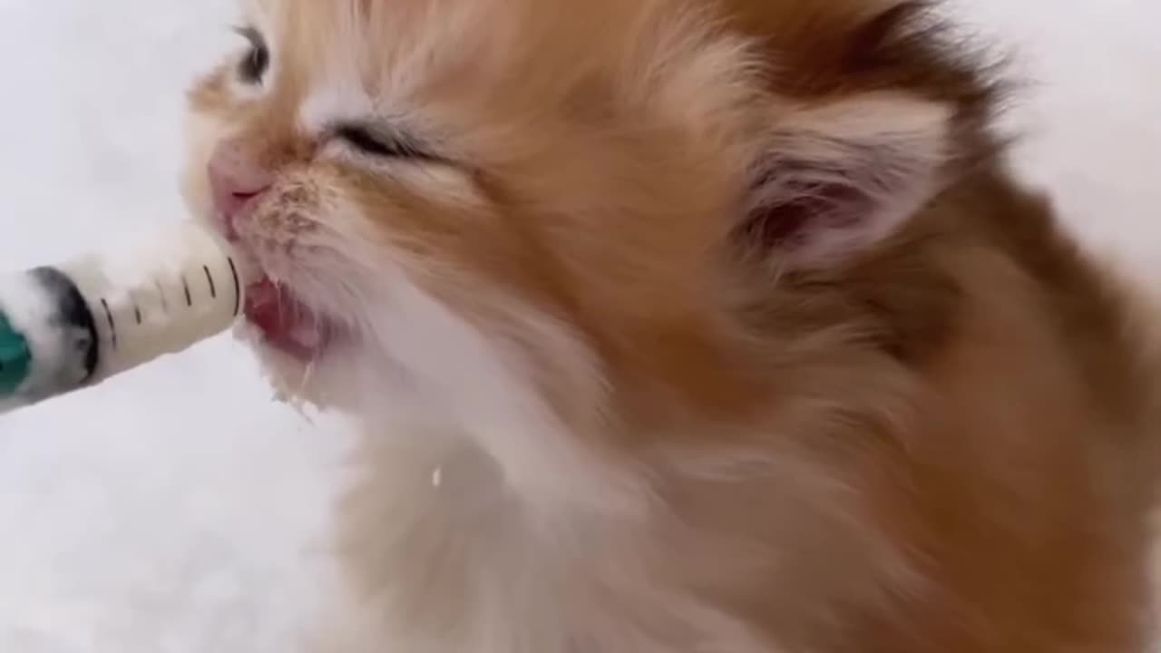 Kitten is drinking milk with a feeding syringe