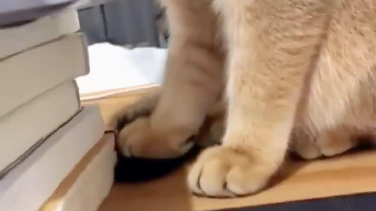 Funny trending video 🤣🤣🤣