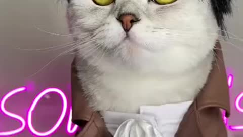 CUTE CAT COSPLAY #ANIME