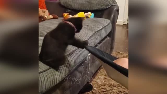 Funny cats_dogs video