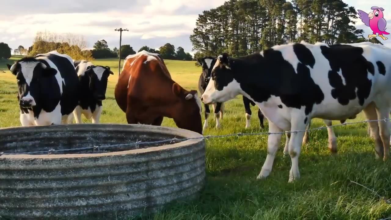 Serenity of the Countryside: Cows Mooing and Grazing in a Picturesque Field