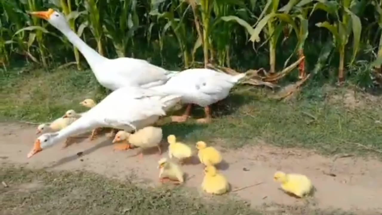 Ducks family