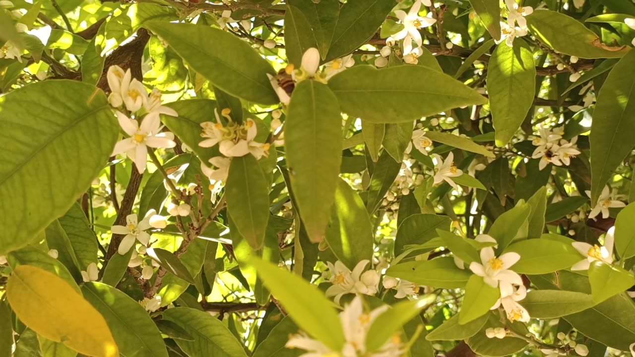 The appearance of bees pollinating orange tree buds