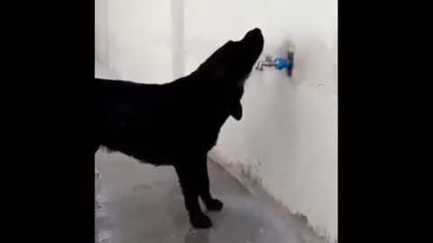 Smart dog