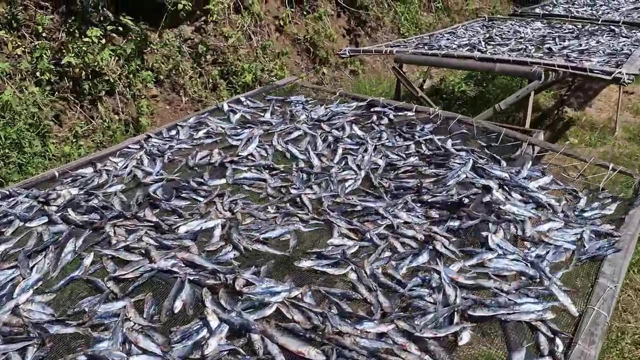 Bulad, Dried Fish. Traditional Roadside Fish Drying at Kimaya, Jassan, Misamis Oriental, Philippines