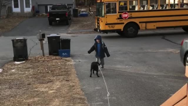 Puppy greets little boy as he gets off the bus