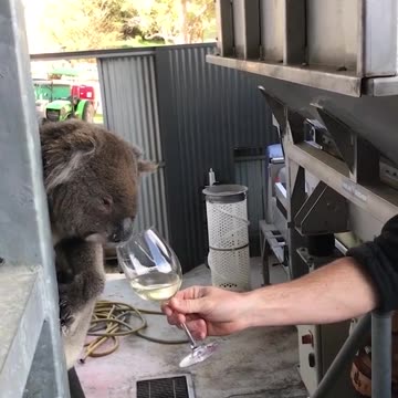 Funny Koala is a Wine EXPERT!