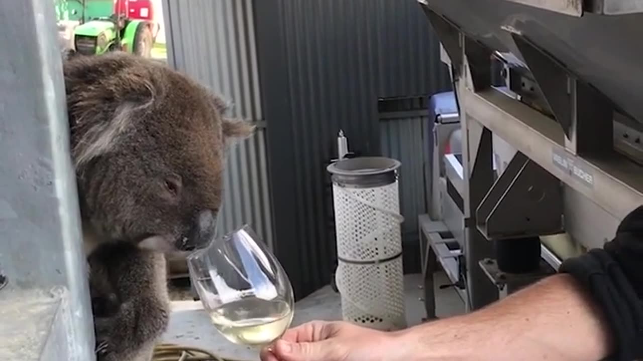 Funny Koala is a Wine EXPERT!