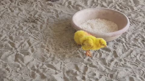 Baby Chicks Playing , Colourful Chicks , Chicks Village @