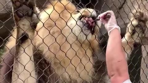 The lion is being fed