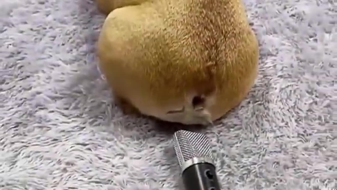 Funny Animal Videos -- funny dogs -- funny cats