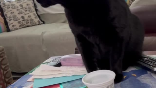 Adopting a Cat from a Shelter Vlog - Cute Precious Piper Loves Those Yogurt Containers #shorts