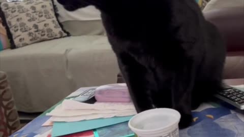 Adopting a Cat from a Shelter Vlog - Cute Precious Piper Loves Those Yogurt Containers #shorts