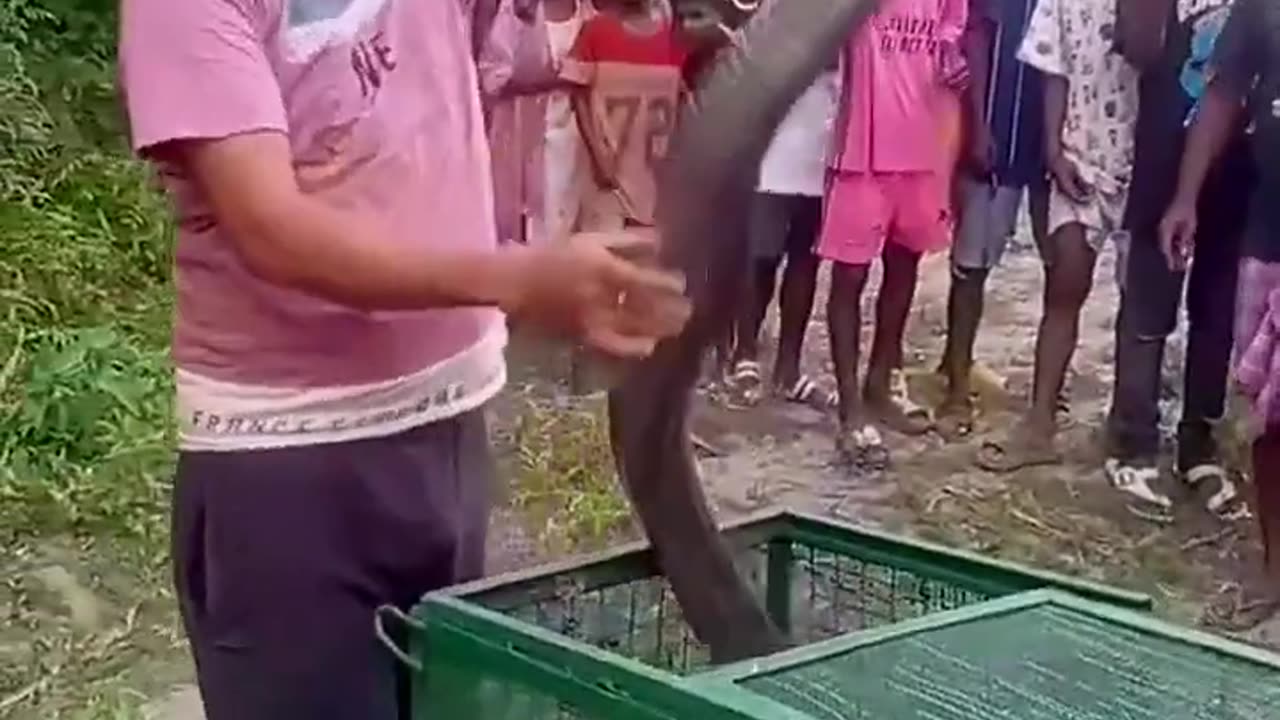 King Cobra Rescue