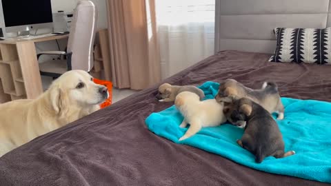 Golden Retriever Meets Puppies for the First Time