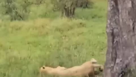 Big Mistake Leopard When Risking Her Life To Kidnap Lion Cub- The Lion Mother's Brutal Vengeance