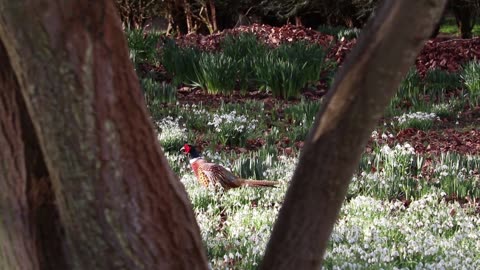 The common pheasant