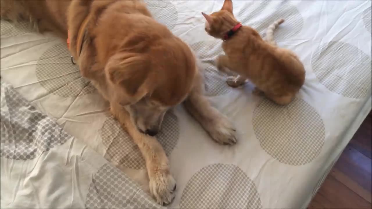 Kitten Growing up with Dog Best Friend