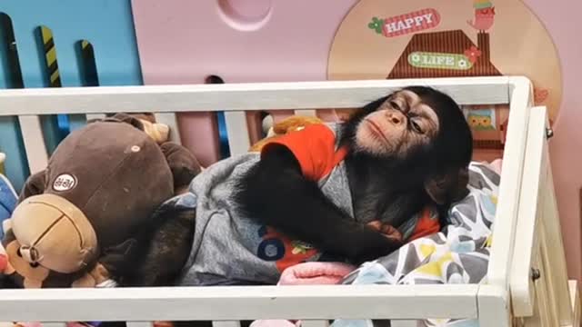 The little chimp is sleepy