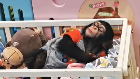 The little chimp is sleepy