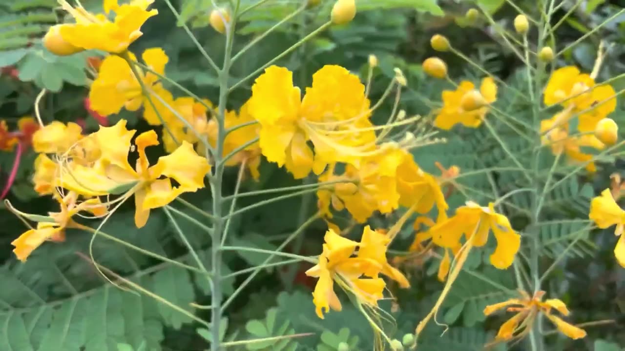 Caesalpinia Pulcherrima, Mexican Bird Of Paradise Garden Shrub or Small Tree