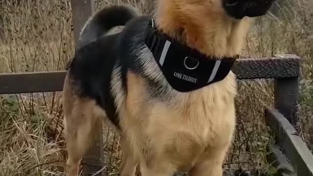 Dog barking like a pro Dog Sound