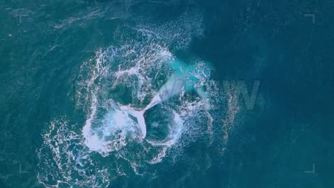 Humpback Whale Playing