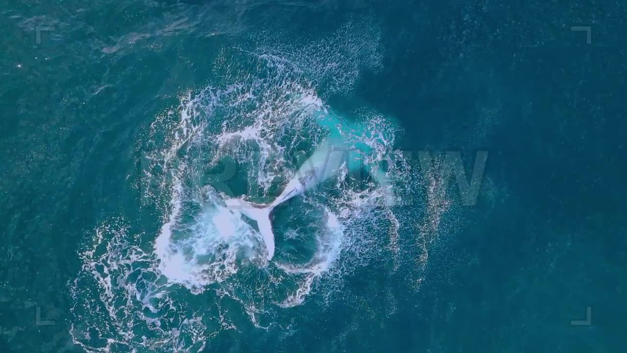 Humpback Whale Playing