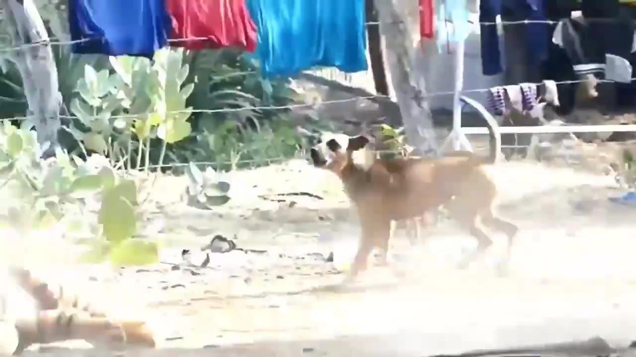 The funniest videos of animals being pranked | try not to laugh 🤣😂 🤣😅
